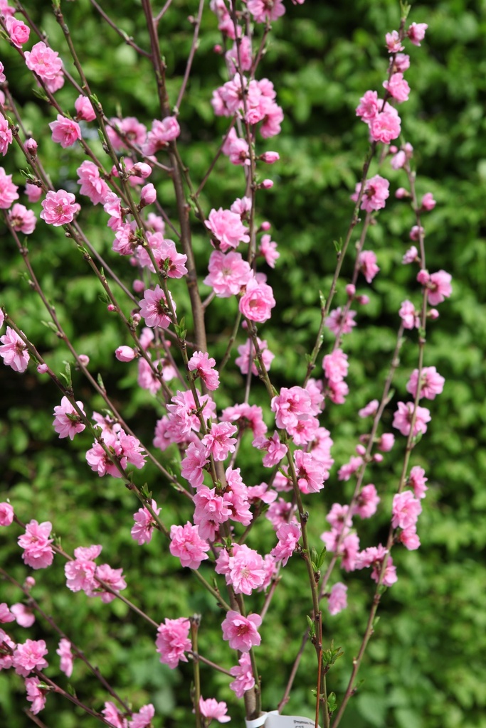 PRTPINK_20100430152310_xlarge.jpeg