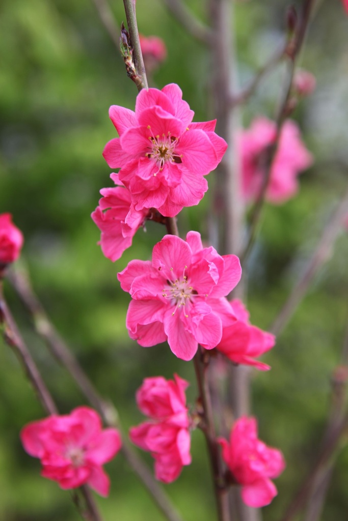 PRTPINK_20100421140309_xlarge.jpeg