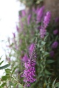 BUAVELVE_20110817091052_xlarge.jpeg