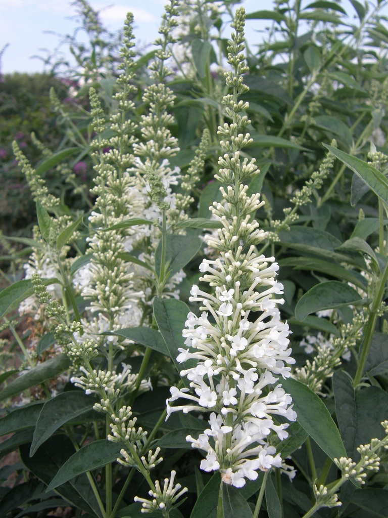 BUAWHITE_20100813155602_xlarge.jpeg