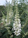 BUAWHITE_20100813155602_xlarge.jpeg