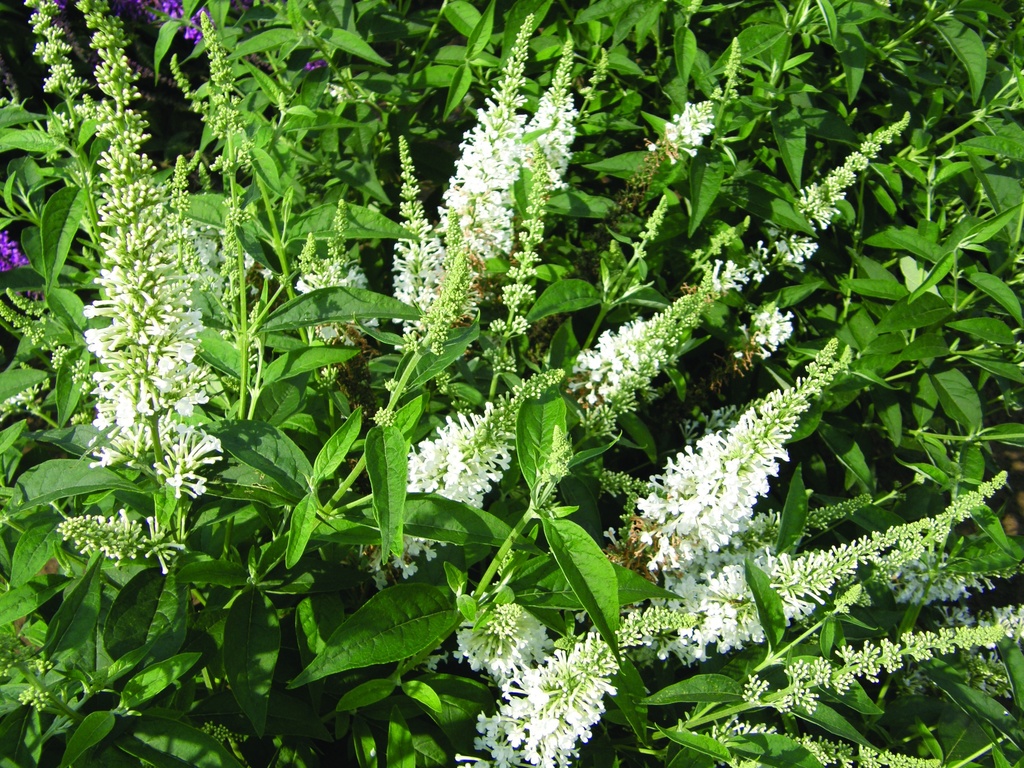 BUAWHITE_20100813155458_xlarge.jpeg