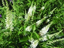 BUAWHITE_20100813155458_xlarge.jpeg