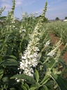 BUAWHITE_20100813155431_xlarge.jpeg