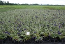 BUDABLUE_20080711161324_xlarge.jpeg