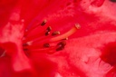 RHBBADEN_20180420112302_xlarge.jpeg
