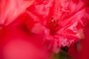 RHBBADEN_20180420112108_xlarge.jpeg
