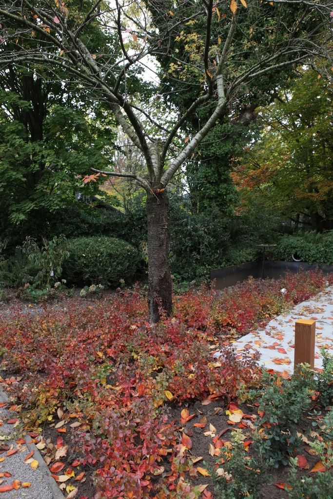 RHAGLOW_20151027144550_xlarge.jpeg