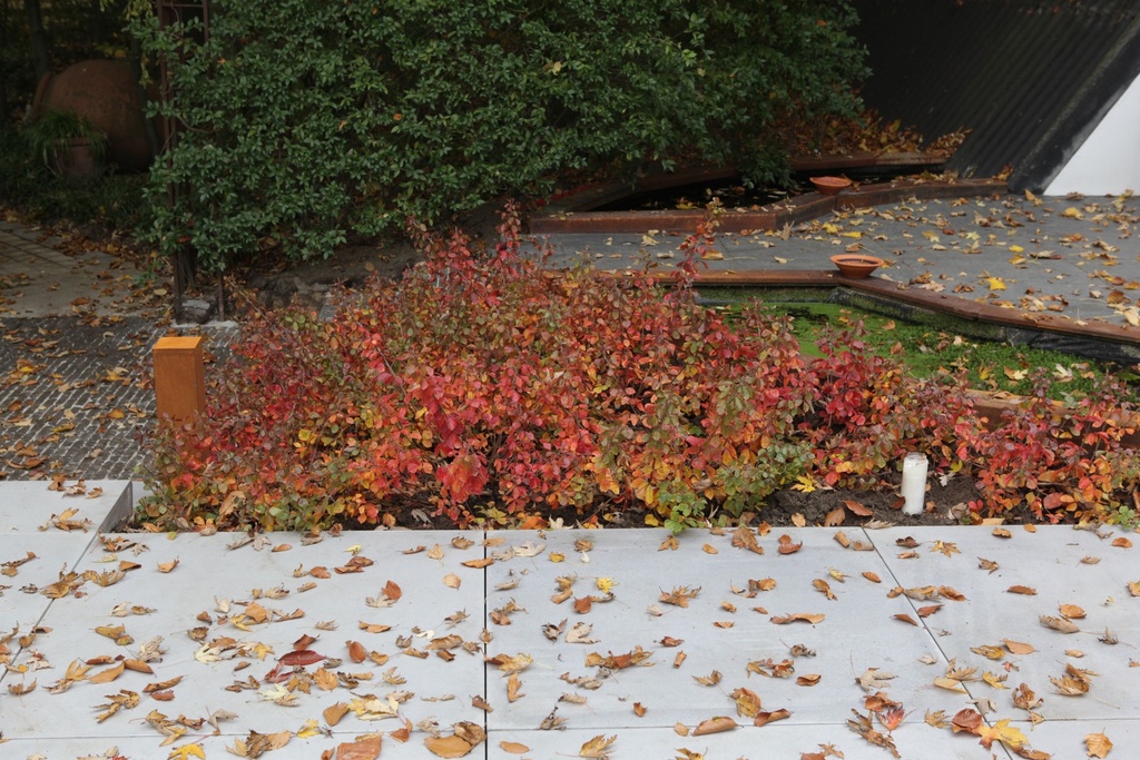 RHAGLOW_20151027144449_xlarge.jpeg