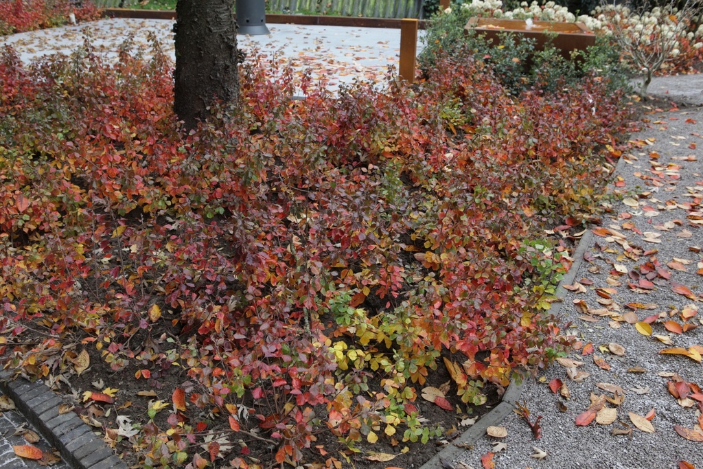 RHAGLOW_20151027144310_xlarge.jpeg