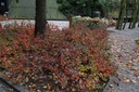 RHAGLOW_20151027144244_xlarge.jpeg