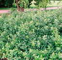 RHAGLOW_20150709144520_xlarge.jpeg