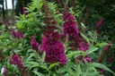 BUDFFUCH_20130616213335_xlarge.jpeg