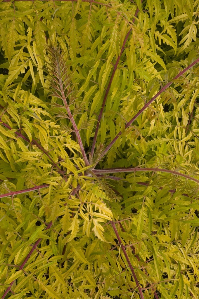 RHTTEYES_20150623090247_xlarge.jpeg