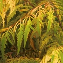 RHTTEYES_20120726172954_xlarge.jpeg