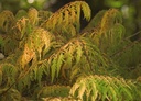 RHTTEYES_20120726172926_xlarge.jpeg