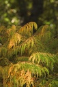 RHTTEYES_20120726172900_xlarge.jpeg