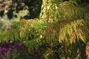 RHTTEYES_20120726172850_xlarge.jpeg