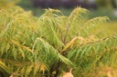 RHTTEYES_20110712144027_xlarge.jpeg