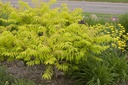 RHTTEYES_20100601093928_xlarge.jpeg