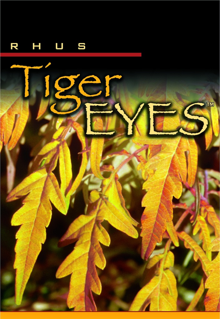 RHTTEYES_20031229113443_xlarge.jpeg