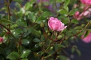 ROFAIRY_20160708083147_xlarge.jpeg