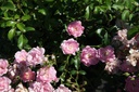 ROFAIRY_20130801163706_xlarge.jpeg