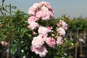 ROFAIRY_20100708114208_xlarge.jpeg