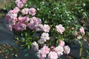 ROFAIRY_20100708114138_xlarge.jpeg