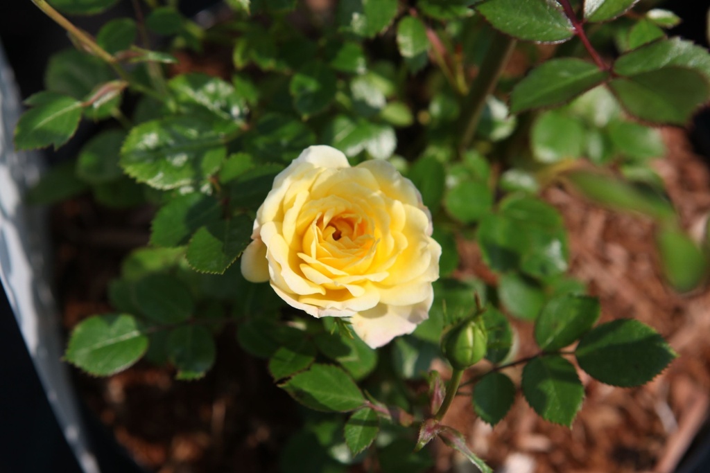 ROYFAIRY_20160606145722_xlarge.jpeg