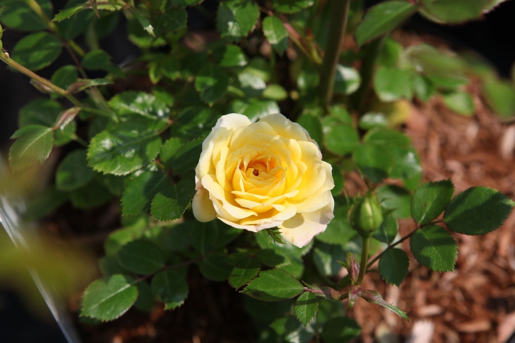 ROYFAIRY_20160606145714_xlarge.jpeg