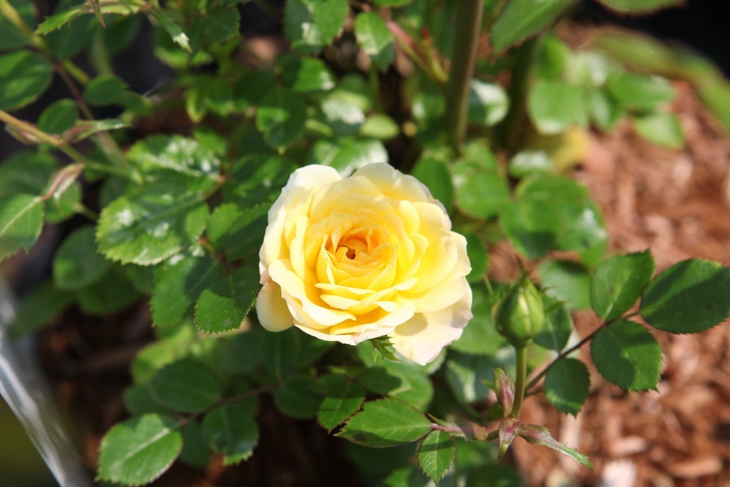 ROYFAIRY_20160606145708_xlarge.jpeg