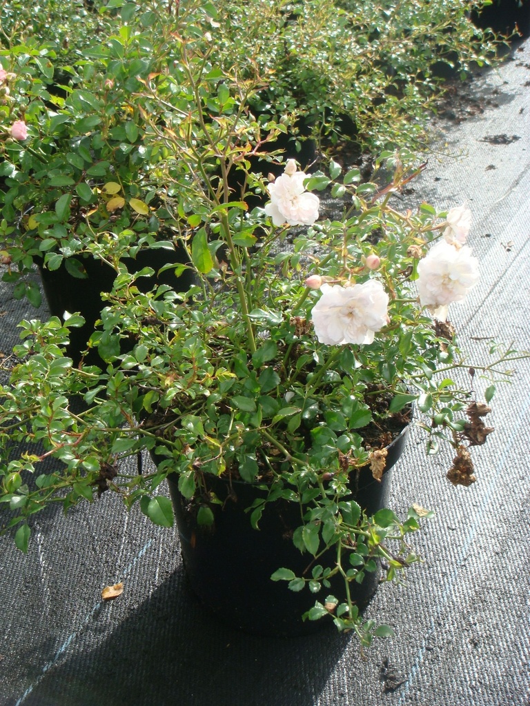 ROWFAIRY_20090911113302_xlarge.jpeg