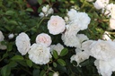 ROSFOAM_20130823094445_xlarge.jpeg