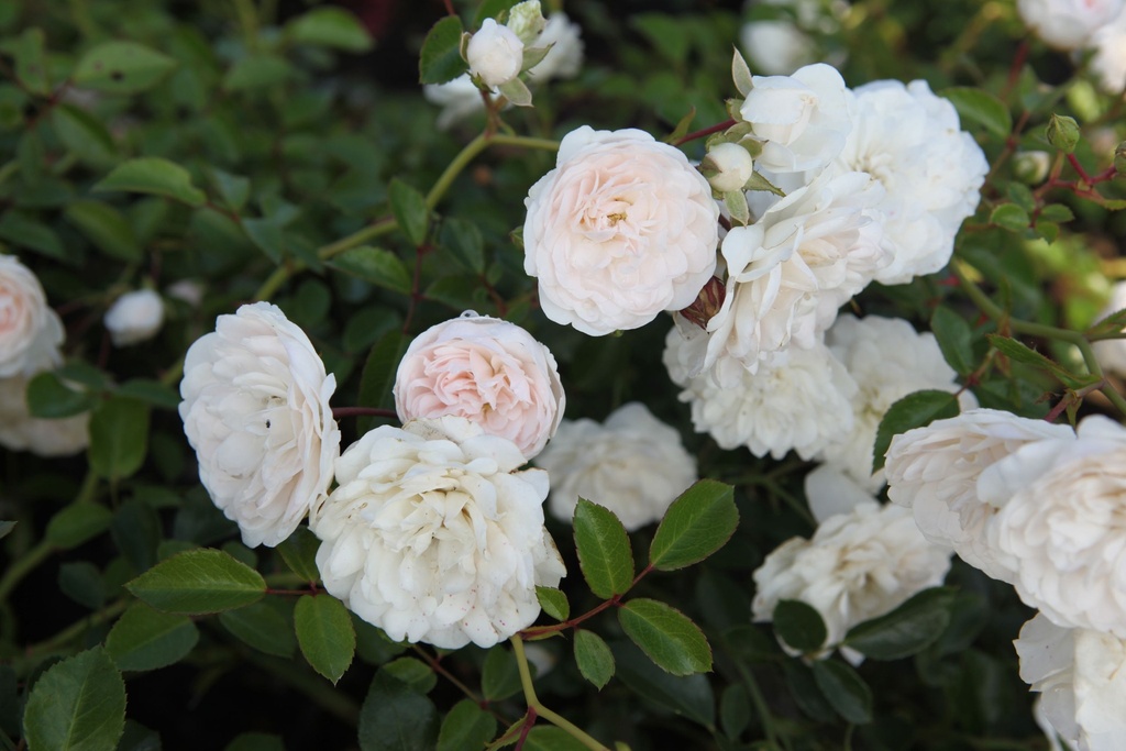 ROSFOAM_20130823094444_xlarge.jpeg