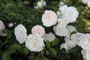 ROSFOAM_20130823094444_xlarge.jpeg