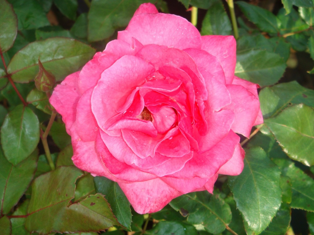 ROGBLESS_20090826085210_xlarge.jpeg