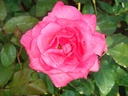 ROGBLESS_20090826085210_xlarge.jpeg
