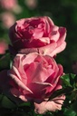 ROGBLESS_20080919140012_xlarge.jpeg