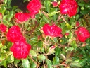 ROMFAIRY_20090826085601_xlarge.jpeg