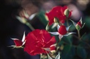 ROMFAIRY_20080919140012_xlarge.jpeg