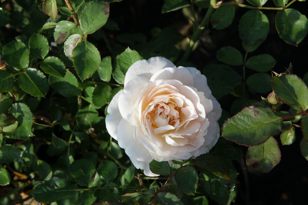 ROSNOWDR_20130823093816_xlarge.jpeg