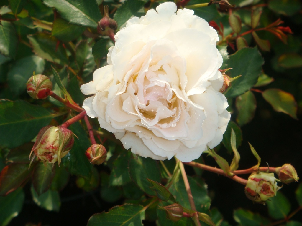 ROSNOWDR_20090826085614_xlarge.jpeg