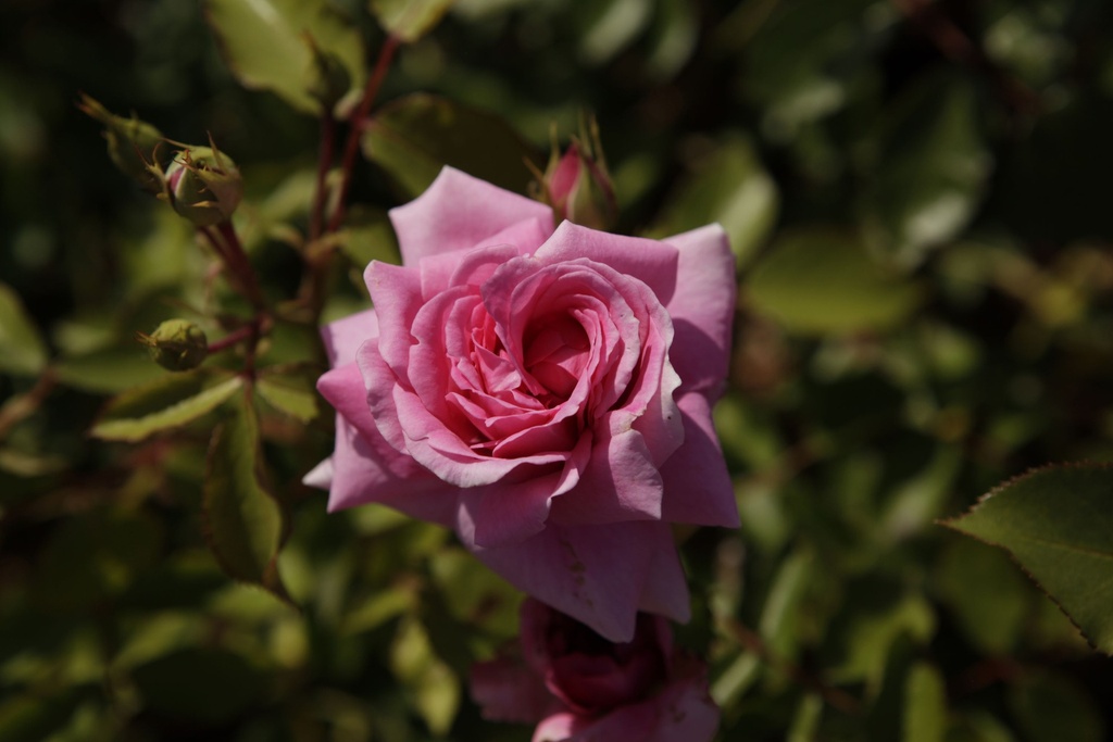 ROSFRAGR_20200529155953_xlarge.jpeg