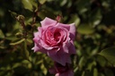 ROSFRAGR_20200529155953_xlarge.jpeg