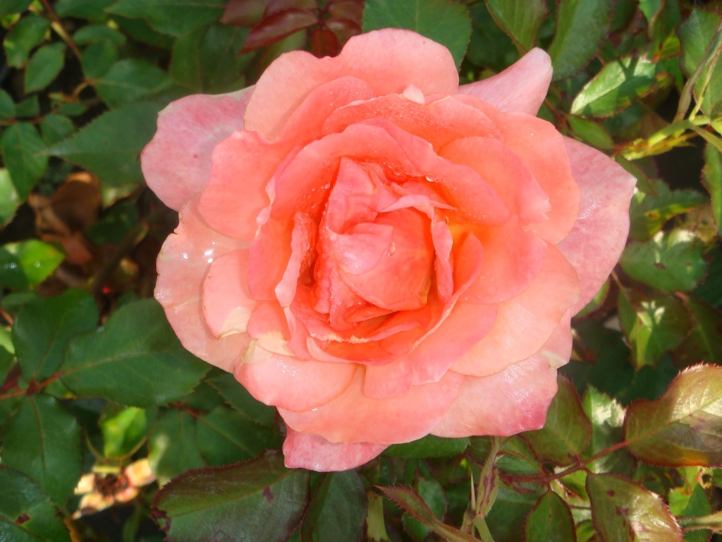 ROSFRAGR_20090826085413_xlarge.jpeg