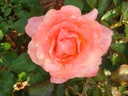 ROSFRAGR_20090826085413_xlarge.jpeg
