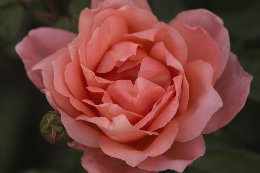 ROSFRAGR_20080919140012_xlarge.jpeg