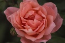 ROSFRAGR_20080919140012_xlarge.jpeg