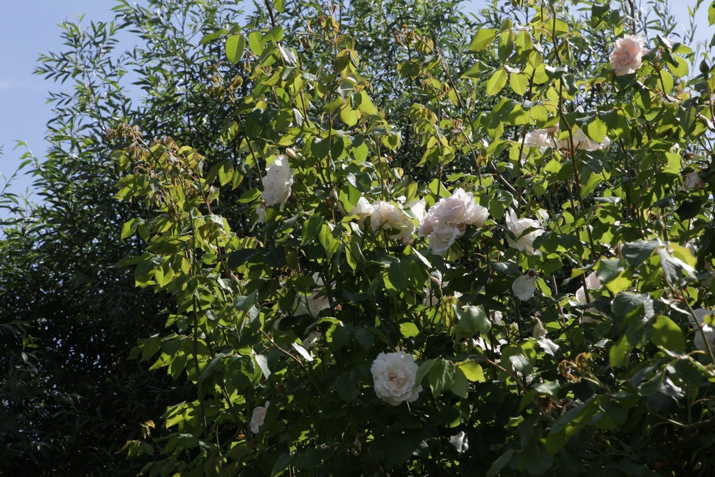 ROCSCHNE_20150627161241_xlarge.jpeg